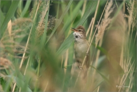 <p>RÁKOSNÍK VELKÝ (Acrocephalus arundinaceus) - jižní Morava --- /Great reed warbler – Drosselrohrsänger/</p>